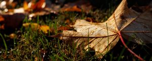 Preview wallpaper leaf, grass, wet, macro, autumn