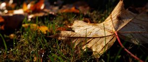 Preview wallpaper leaf, grass, wet, macro, autumn