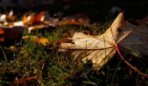 Preview wallpaper leaf, grass, wet, macro, autumn
