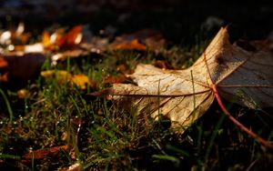 Preview wallpaper leaf, grass, wet, macro, autumn