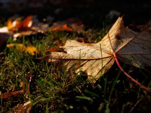Preview wallpaper leaf, grass, wet, macro, autumn