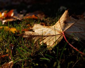 Preview wallpaper leaf, grass, wet, macro, autumn