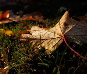 Preview wallpaper leaf, grass, wet, macro, autumn