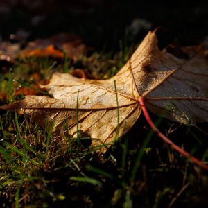 Preview wallpaper leaf, grass, wet, macro, autumn