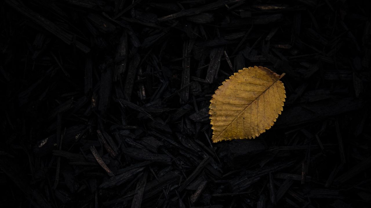 Wallpaper leaf, grass, yellow, dark