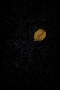 Preview wallpaper leaf, grass, yellow, dark