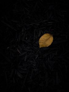 Preview wallpaper leaf, grass, yellow, dark