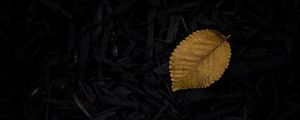 Preview wallpaper leaf, grass, yellow, dark