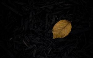 Preview wallpaper leaf, grass, yellow, dark