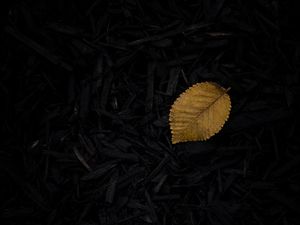 Preview wallpaper leaf, grass, yellow, dark
