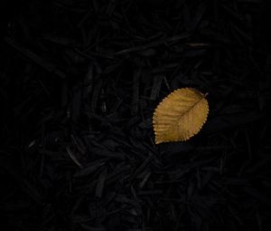 Preview wallpaper leaf, grass, yellow, dark