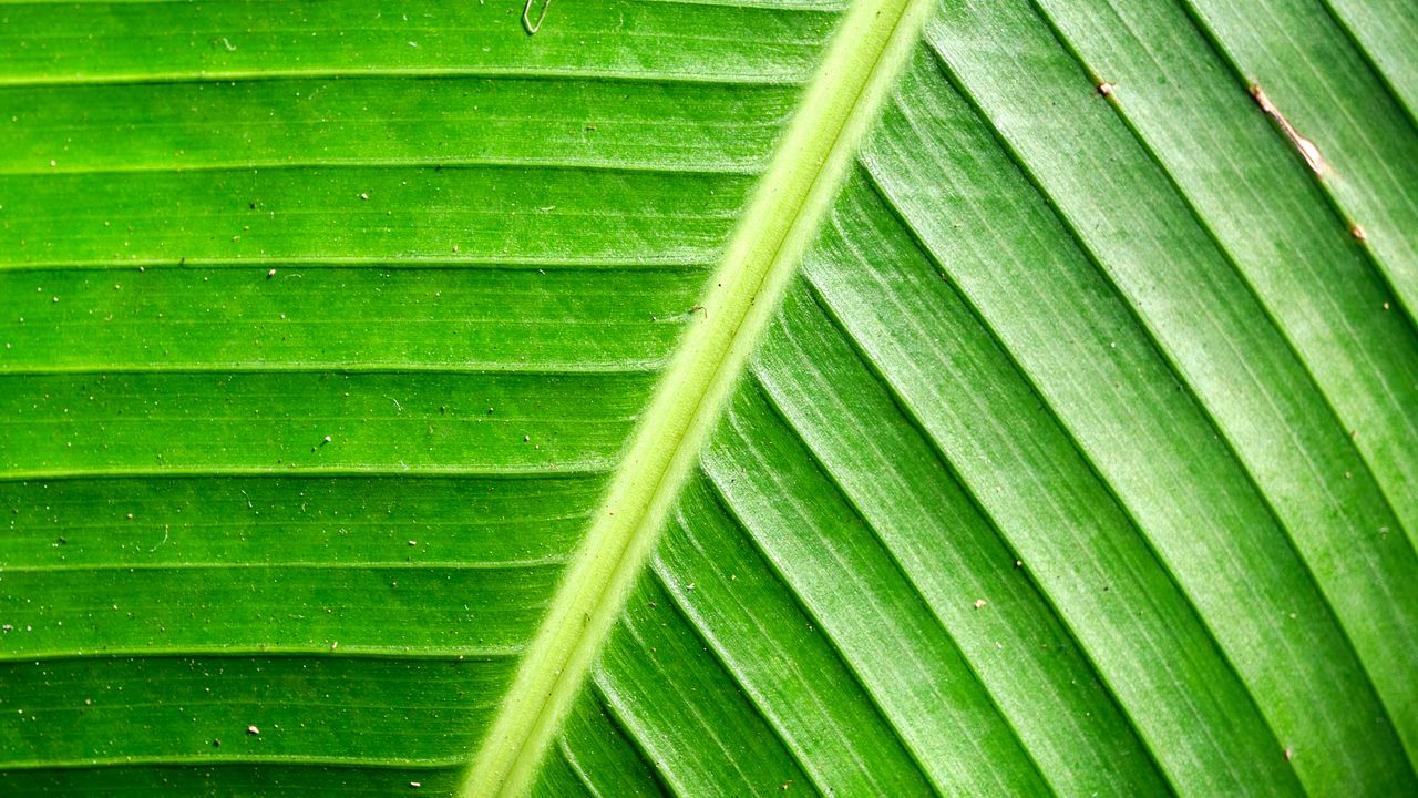 Wallpaper leaf, green, background, relief, shadows