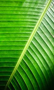 Preview wallpaper leaf, green, background, relief, shadows