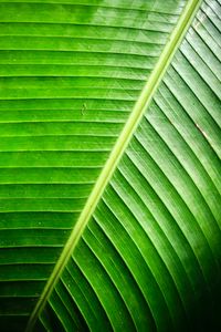 Preview wallpaper leaf, green, background, relief, shadows