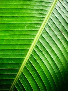 Preview wallpaper leaf, green, background, relief, shadows