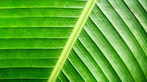 Preview wallpaper leaf, green, background, relief, shadows