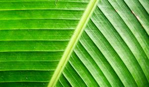 Preview wallpaper leaf, green, background, relief, shadows