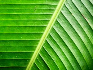 Preview wallpaper leaf, green, background, relief, shadows