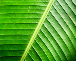 Preview wallpaper leaf, green, background, relief, shadows