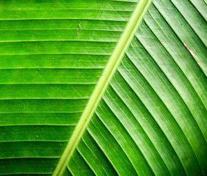 Preview wallpaper leaf, green, background, relief, shadows