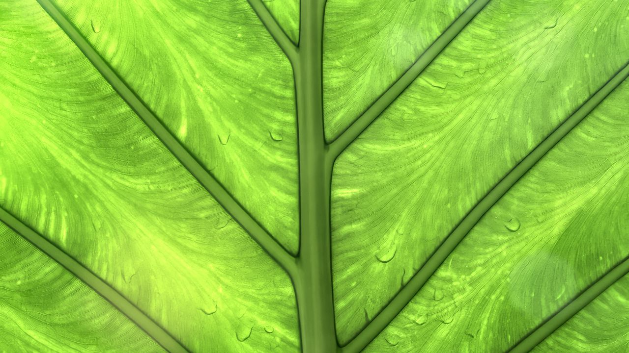 Wallpaper leaf, green, background, macro