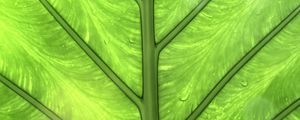 Preview wallpaper leaf, green, background, macro