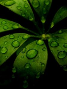 Preview wallpaper leaf, green, black, carved