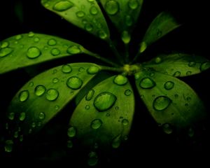 Preview wallpaper leaf, green, black, carved