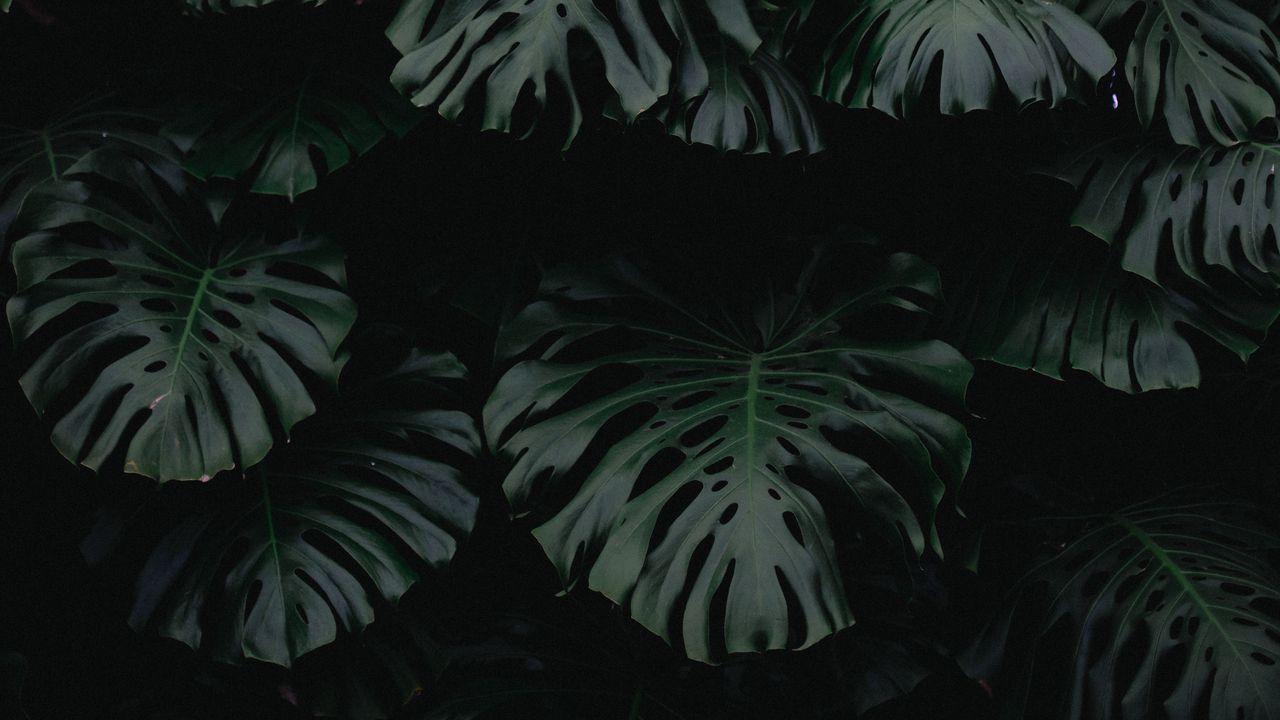 Wallpaper leaf, green, dark, plant
