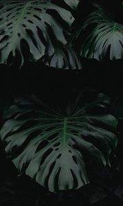 Preview wallpaper leaf, green, dark, plant