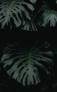 Preview wallpaper leaf, green, dark, plant