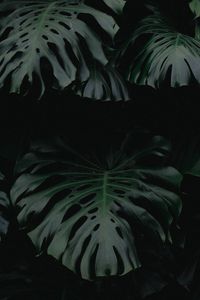 Preview wallpaper leaf, green, dark, plant