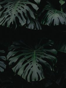 Preview wallpaper leaf, green, dark, plant