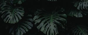 Preview wallpaper leaf, green, dark, plant