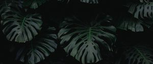 Preview wallpaper leaf, green, dark, plant