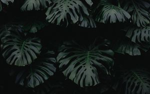 Preview wallpaper leaf, green, dark, plant