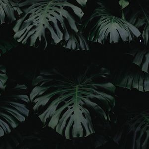 Preview wallpaper leaf, green, dark, plant