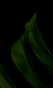 Preview wallpaper leaf, green, dark, macro
