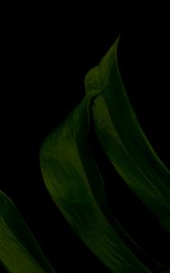 Preview wallpaper leaf, green, dark, macro