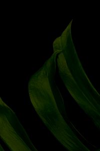 Preview wallpaper leaf, green, dark, macro