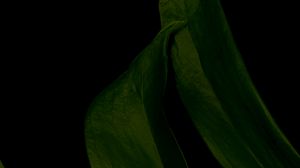 Preview wallpaper leaf, green, dark, macro