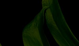 Preview wallpaper leaf, green, dark, macro
