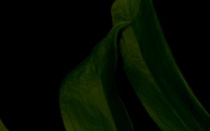Preview wallpaper leaf, green, dark, macro