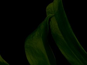 Preview wallpaper leaf, green, dark, macro