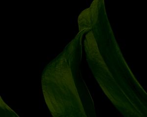 Preview wallpaper leaf, green, dark, macro