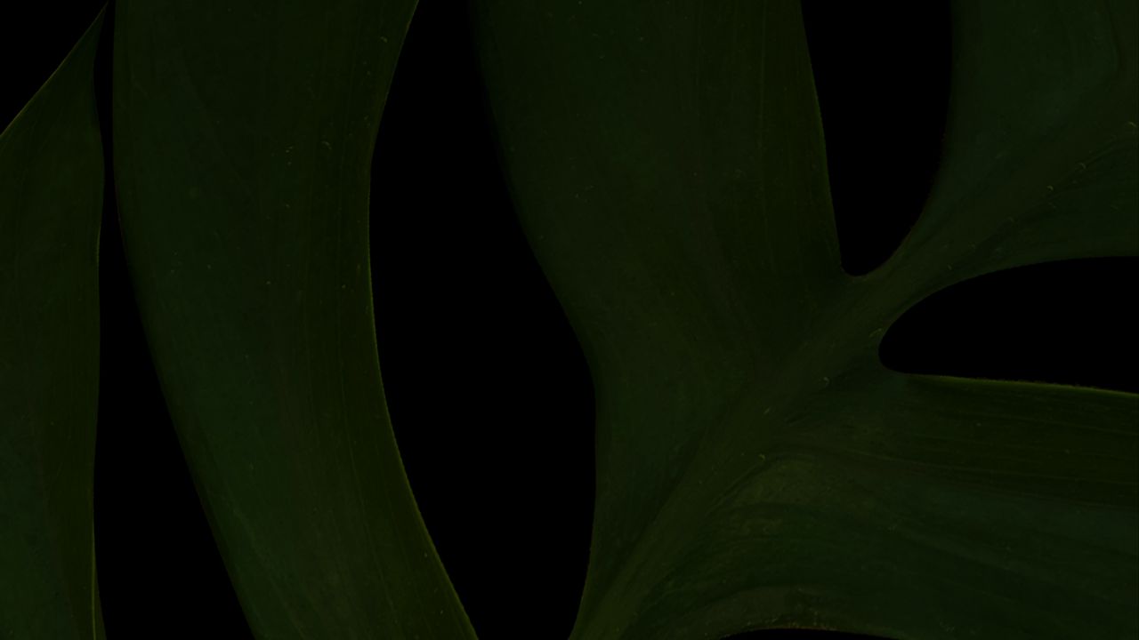 Wallpaper leaf, green, dark, macro, plant