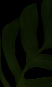 Preview wallpaper leaf, green, dark, macro, plant