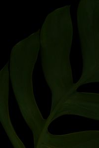 Preview wallpaper leaf, green, dark, macro, plant