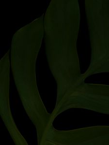 Preview wallpaper leaf, green, dark, macro, plant