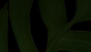 Preview wallpaper leaf, green, dark, macro, plant